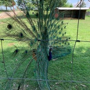 Meet your Posher, Olga